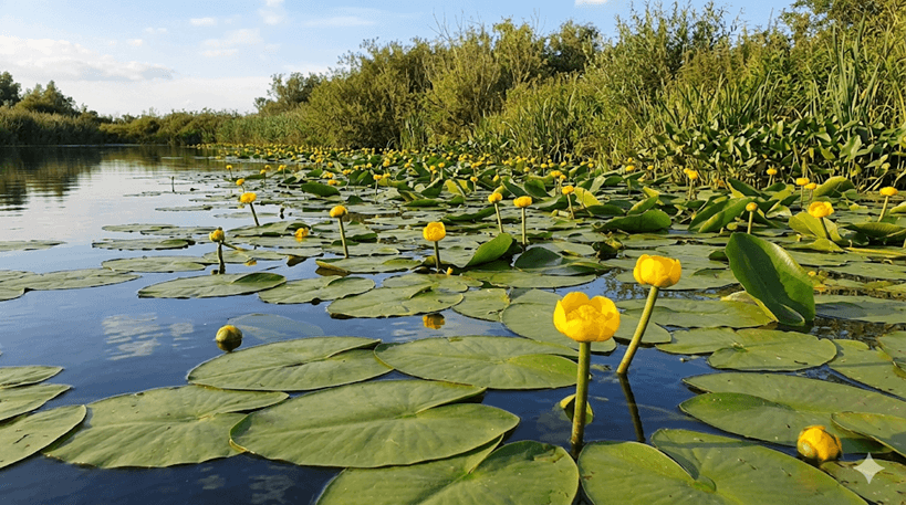 Spatterdock